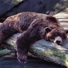 Animals at the extremes: Hibernation and torpor