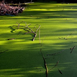 Eutrophication