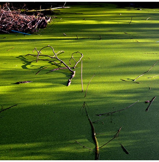 Eutrophication